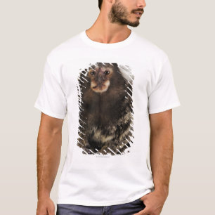 Weißer ohriger Marmoset auf Niederlassung, nahes T-Shirt