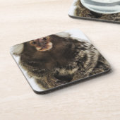 Weißer ohriger Marmoset auf Niederlassung, nahes Untersetzer (Linke Seite)