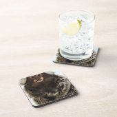 Weißer ohriger Marmoset auf Niederlassung, nahes Untersetzer (Rechte Seite)