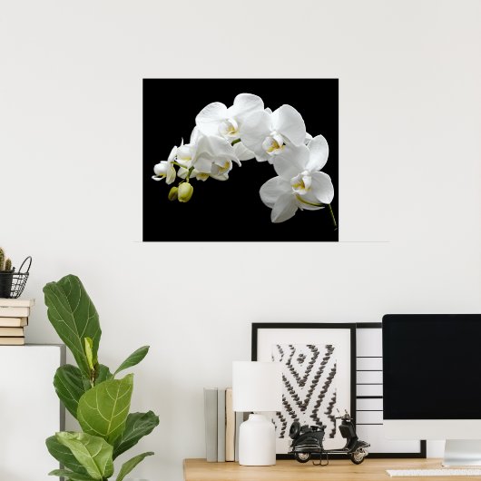 Weißer Orchid Blossom Poster (Heimbüro)