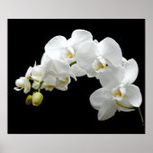 Weißer Orchid Blossom Poster (Vorne)