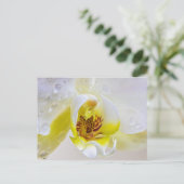 Weißer Orchid Blossom Wassertropfen Postkarte (Stehend Vorderseite)