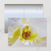 Weißer Orchid Blossom Wassertropfen Postkarte (Vorne/Hinten)
