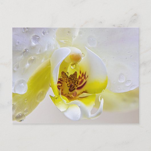 Weißer Orchid Blossom Wassertropfen Postkarte (Vorderseite)