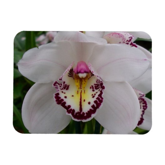 Weißer Orchid II Elegant Magnet (Horizontal)