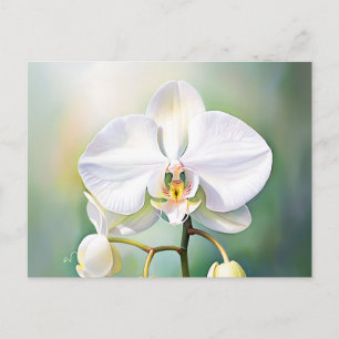Weißer Orchid mit zarten Petalen Postkarte