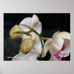 Weißer Orchid Poster