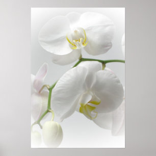 Weißer Orchideenprint Poster