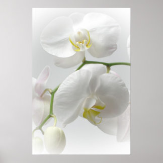 Weißer Orchideenprint Poster