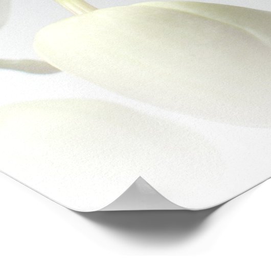 Weißer Orchideenprint Poster (Ecke)