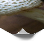Weißer Parasolpilz Poster (Ecke)