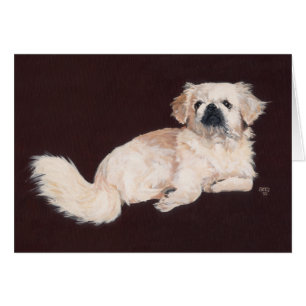 Weißer Pekingese-Hund