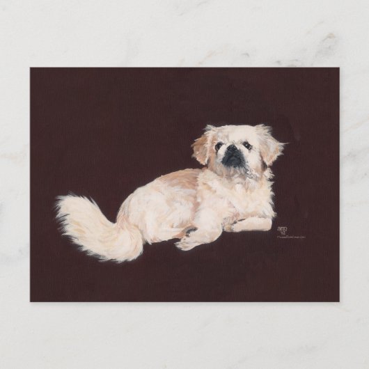 Weißer Pekingese Hund Postkarte (Vorderseite)