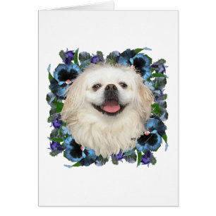Weißer Pekingeser mit Stiefmütterchen