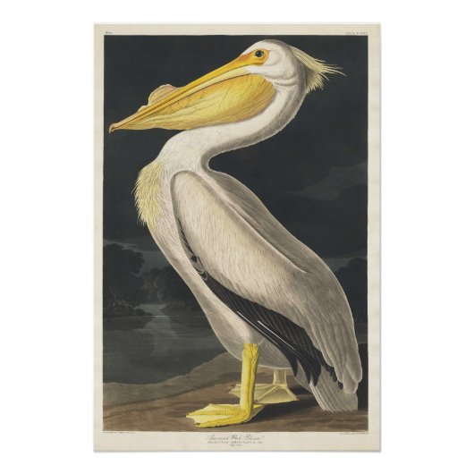 Weißer Pelikan Poster (Vorderseite)