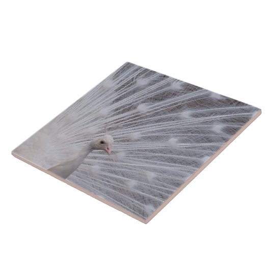 Weißer Pfau Fliese (Seite)