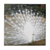 Weißer Pfau Fliese (Vorderseite)