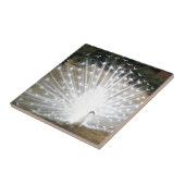 Weißer Pfau Fliese (Seite)