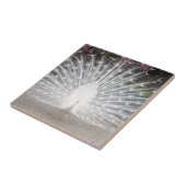 weißer Pfau Fliese (Seite)