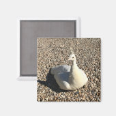 Weißer Pfau, Idaho Magnet (Vorderseite/Rückseite)