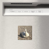 Weißer Pfau, Idaho Magnet (In Situ (Geschirrspüler))
