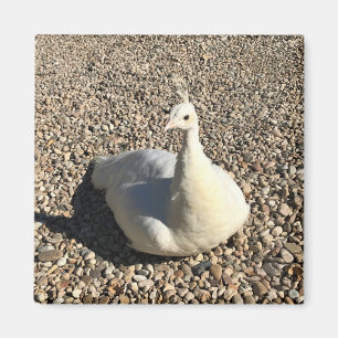 Weißer Pfau, Idaho Magnet