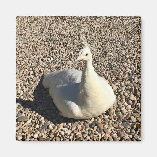 Weißer Pfau, Idaho Magnet (Vorne)