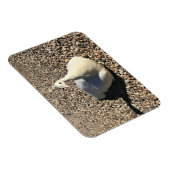 Weißer Pfau, Idaho Magnet (Rechte Seite)