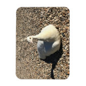 Weißer Pfau, Idaho Magnet (Vertikal)