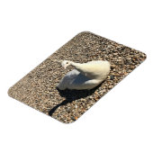 Weißer Pfau, Idaho Magnet (Linke Seite)