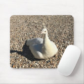 Weißer Pfau, Idaho Mousepad (Mit Mouse)