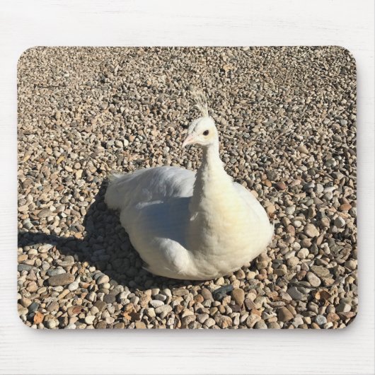 Weißer Pfau, Idaho Mousepad (Vorne)