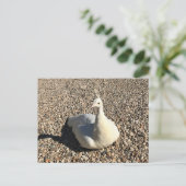Weißer Pfau, Idaho Postkarte (Stehend Vorderseite)