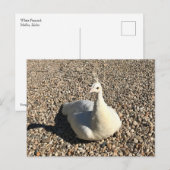 Weißer Pfau, Idaho Postkarte (Vorne/Hinten)