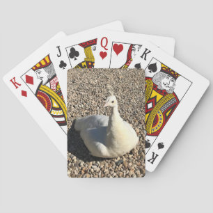 Weißer Pfau, Idaho Spielkarten