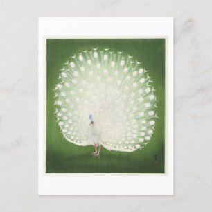 Weißer Pfau Illustration von Ohara Koson Postkarte