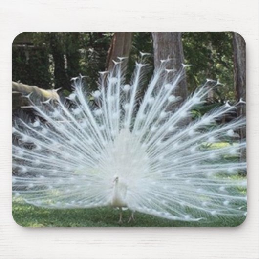Weißer Pfau Mousepad (Vorne)