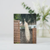 Weißer Pfau Postkarte (Stehend Vorderseite)