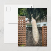 Weißer Pfau Postkarte (Vorne/Hinten)
