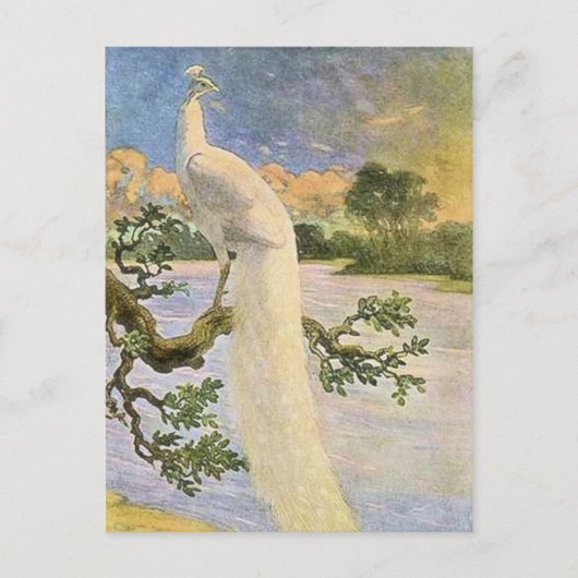 Weißer Pfau Postkarte (Vorderseite)