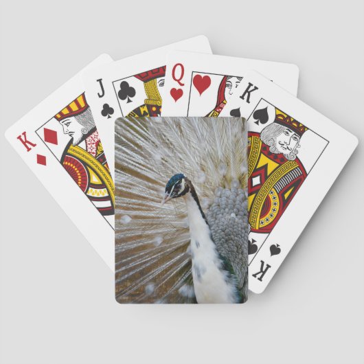 Weißer Pfau Spielkarten (Rückseite)