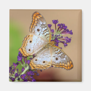 Weißer Pfauenschmetterling auf violetten Blumen Magnet