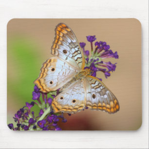 Weißer Pfauenschmetterling auf violetten Blumen Mousepad