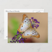 Weißer Pfauenschmetterling auf violetten Blumen Postkarte (Vorne/Hinten)
