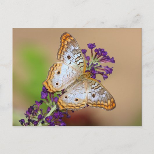 Weißer Pfauenschmetterling auf violetten Blumen Postkarte (Vorderseite)