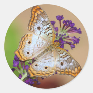 Weißer Pfauenschmetterling auf violetten Blumen Runder Aufkleber