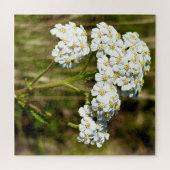 Weißer Pfeil blüht nachmittags Sonnenlicht Puzzle (Horizontal)