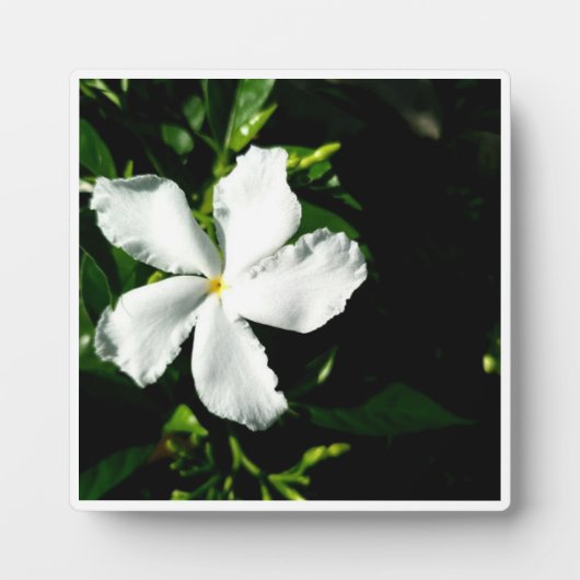 Weißer Pinwheel Jasmine in Sonnenlicht Fotoplatte (Vorderseite)