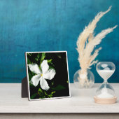 Weißer Pinwheel Jasmine in Sonnenlicht Fotoplatte (InSitu)