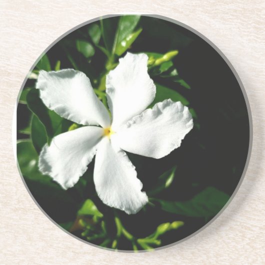Weißer Pinwheel Jasmine in Sonnenlicht Getränkeuntersetzer (Vorne)